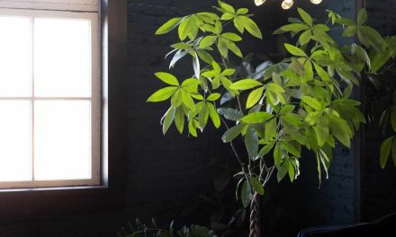 La Energía de tu Hogar ¡Aquí te Enseñamos a Activarla y Cuidarla!